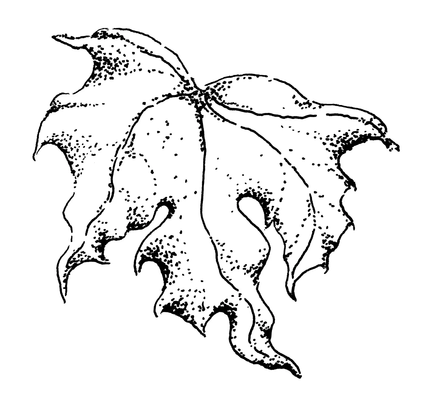 Sycamore