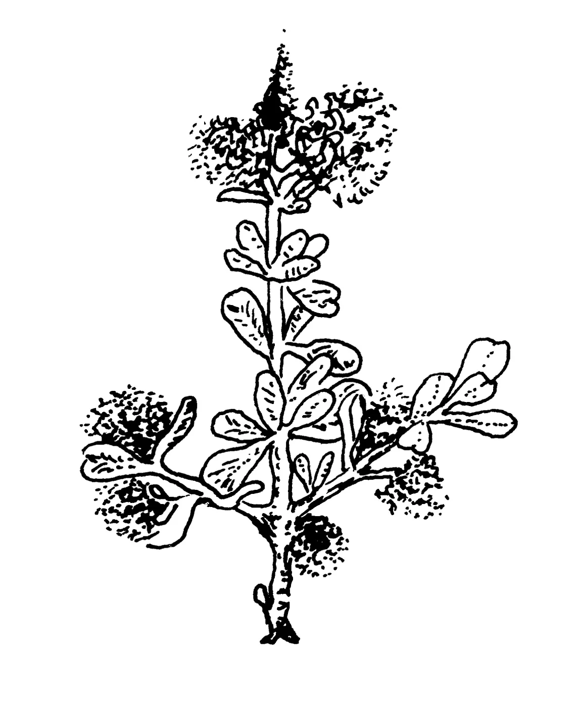 California Lilac