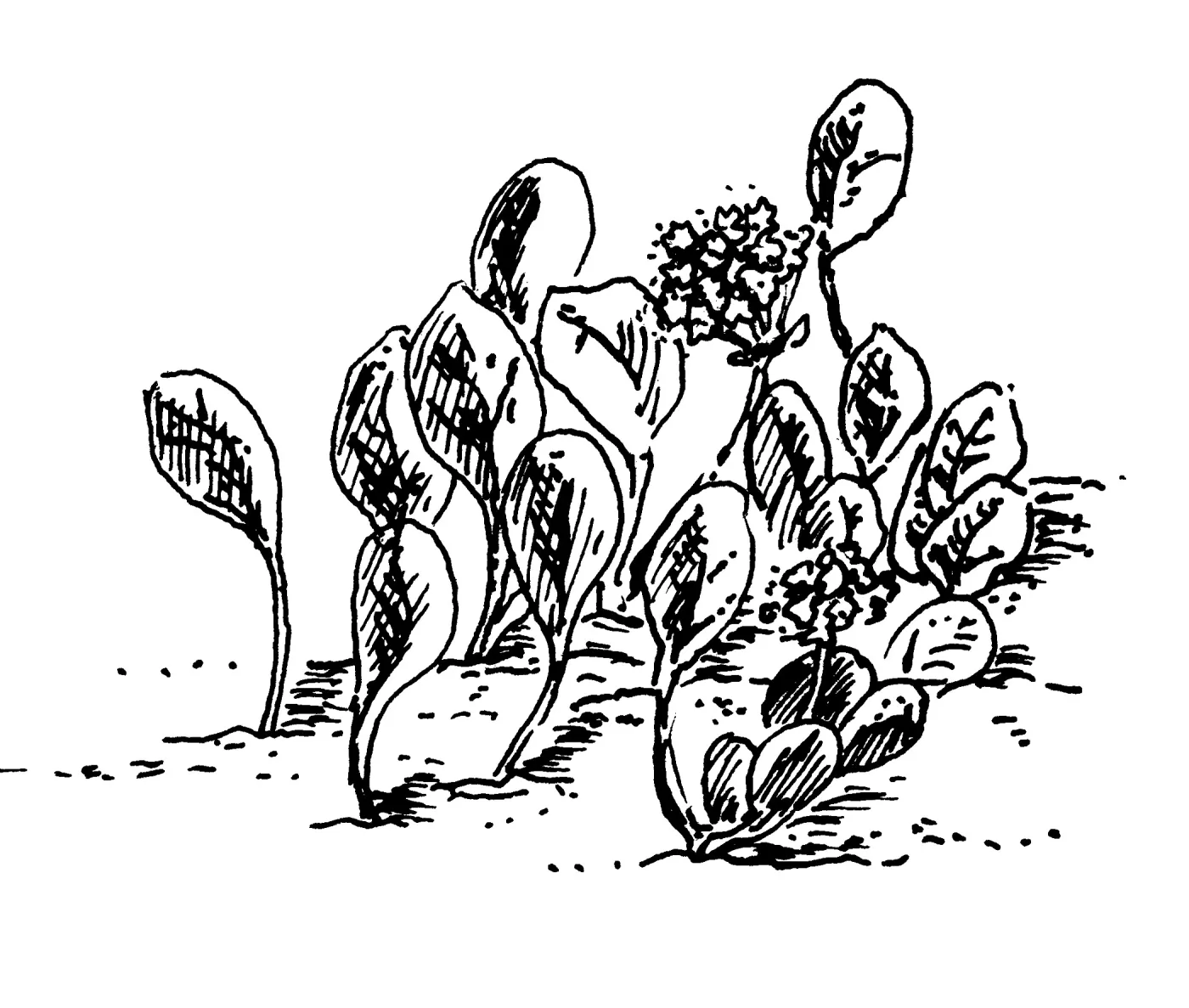 Sand Verbena