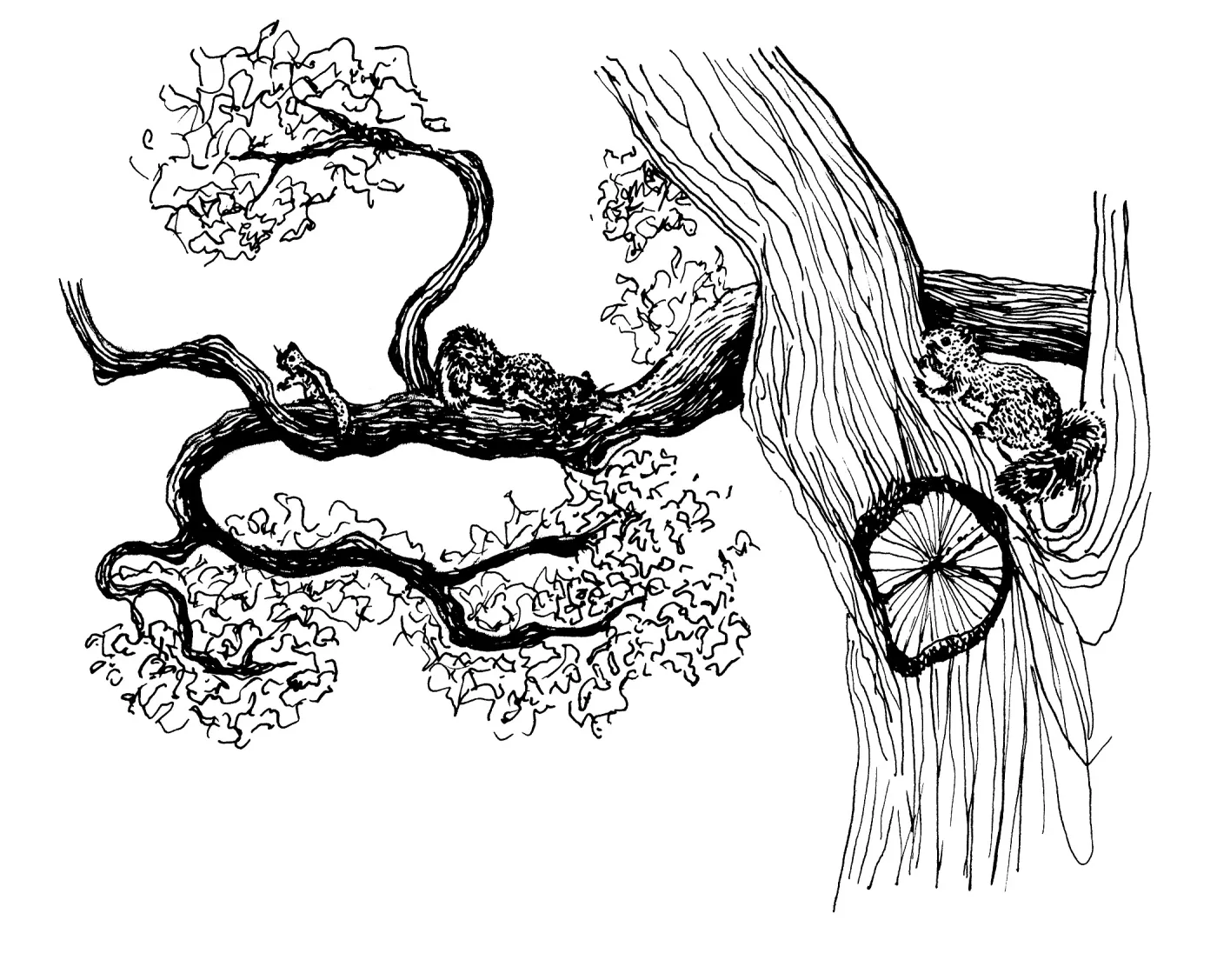 Squirrels, Oak