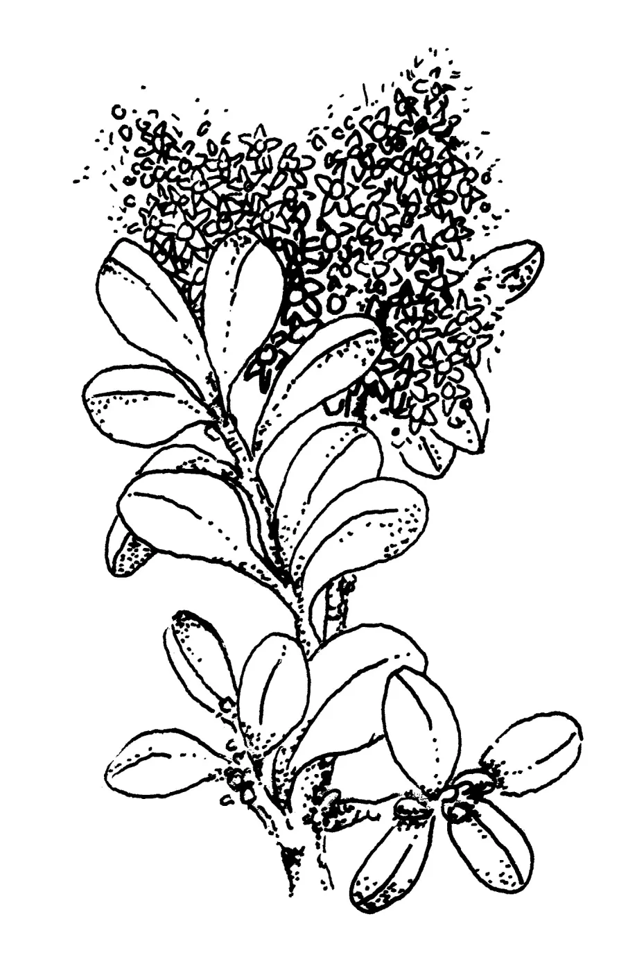 California Lilac
