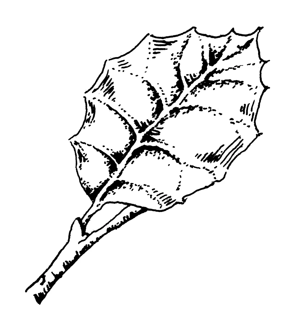Oak leaf