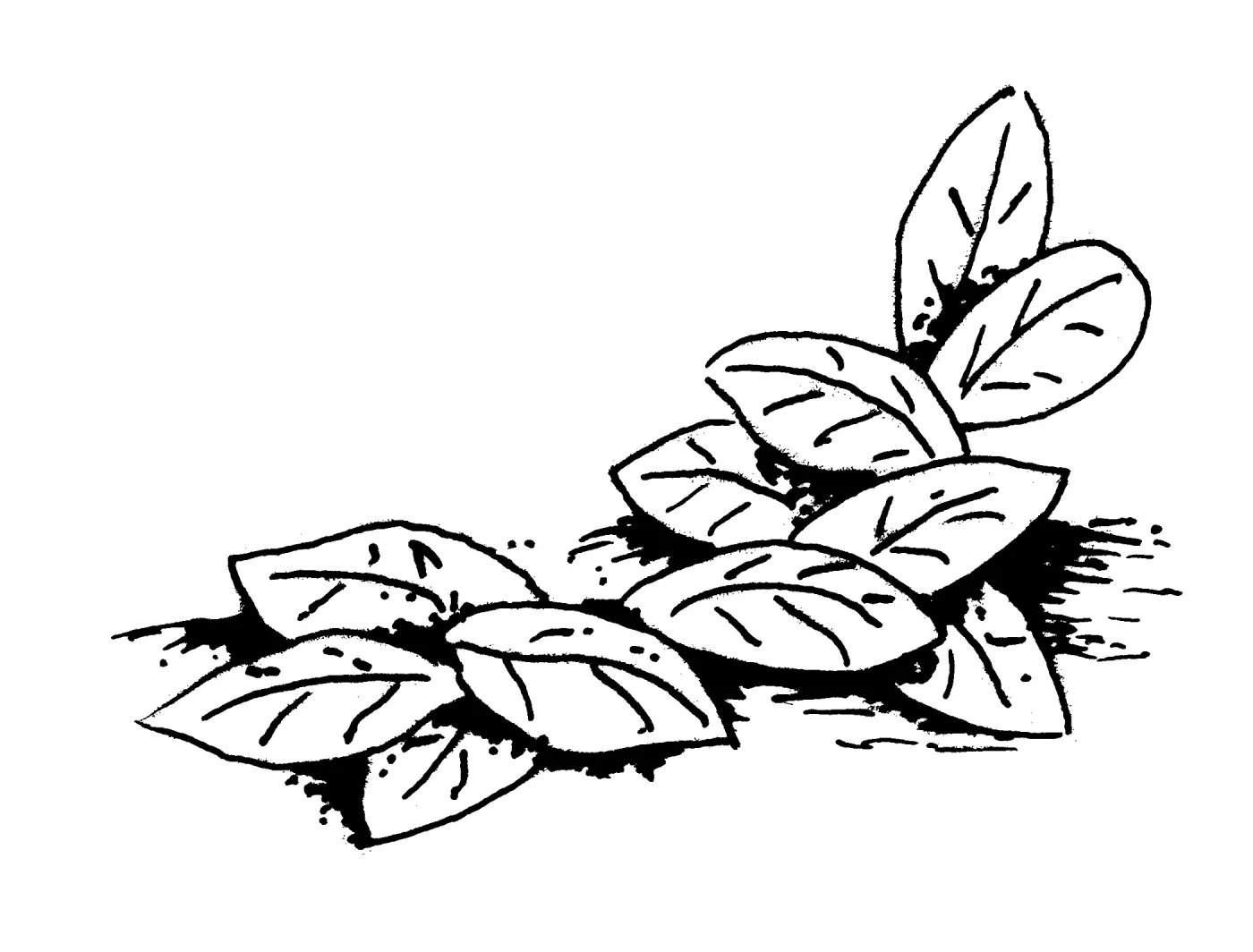 Manzanita leaves