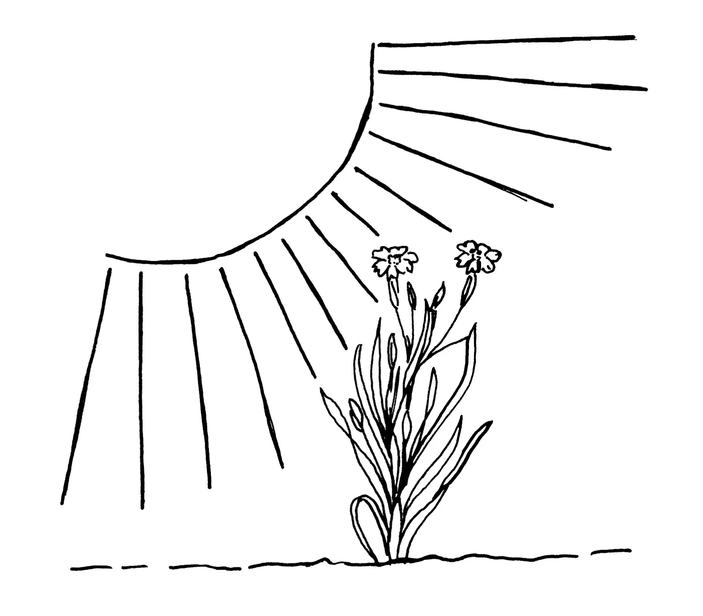 Sun rays on Phlox