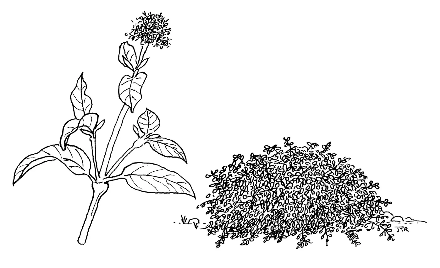 Creek Dogwood