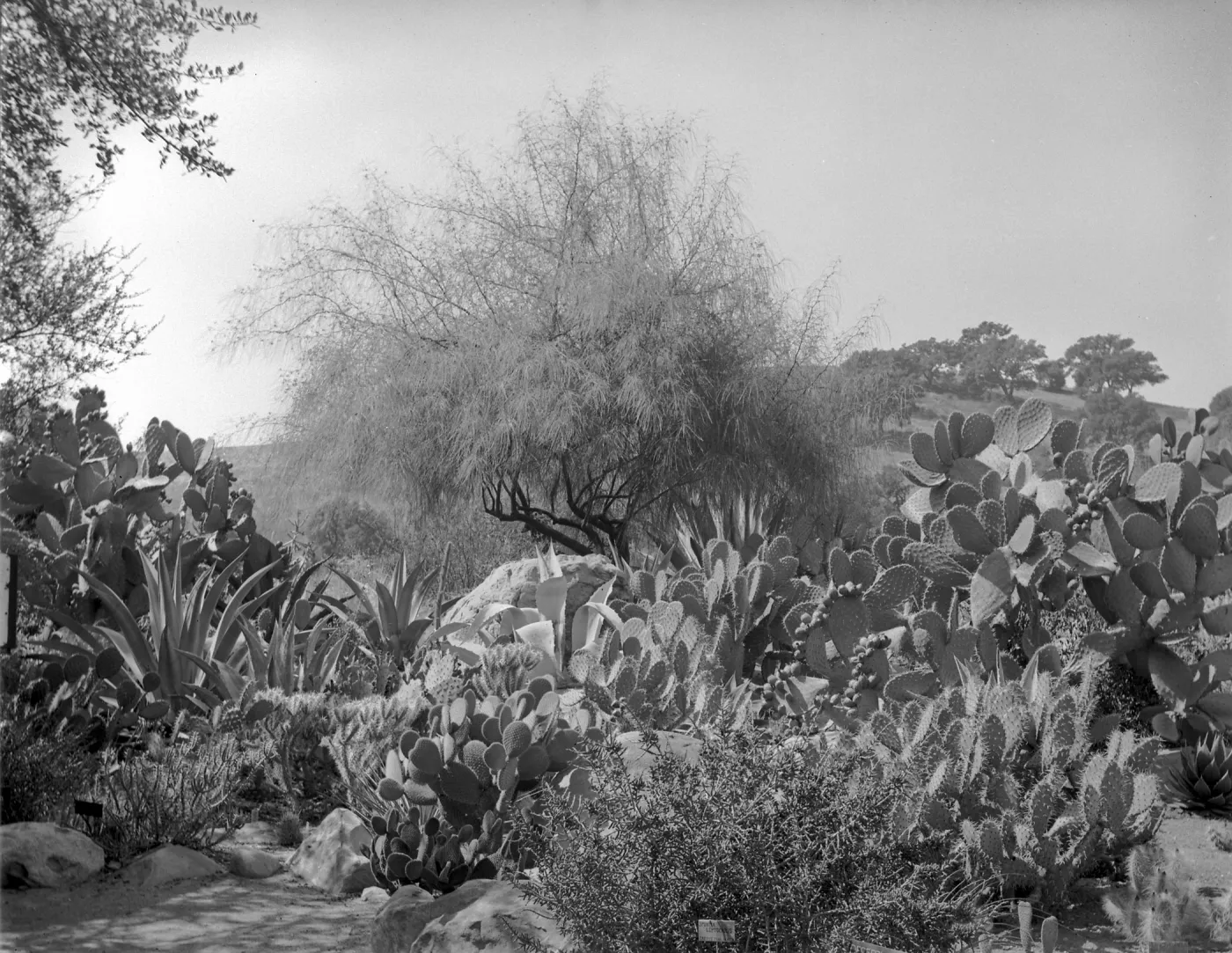 Early view of desert section with Palo Verde and exotic agaves