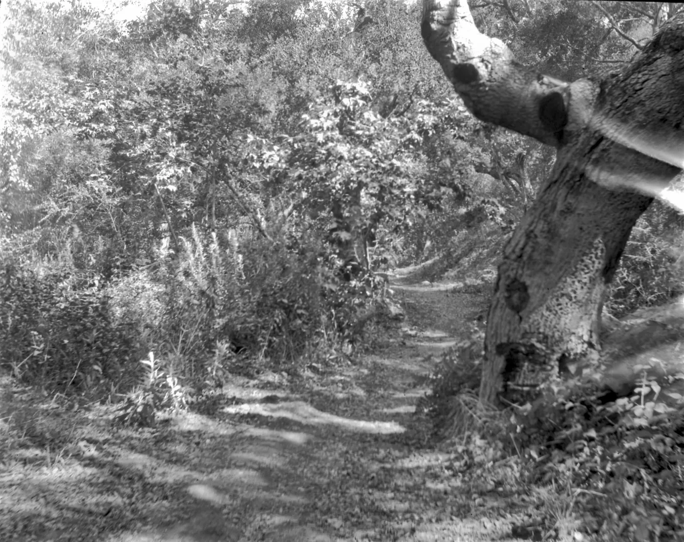 Unknown location in the Garden