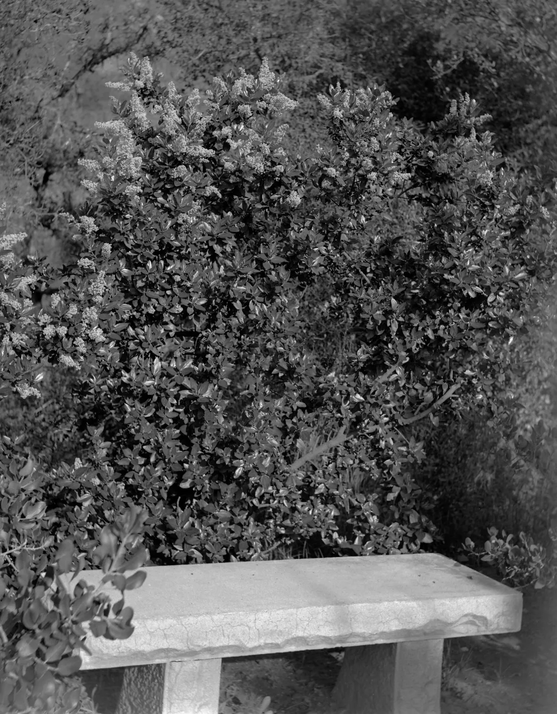 Old style stone bench in front of a ceanothus