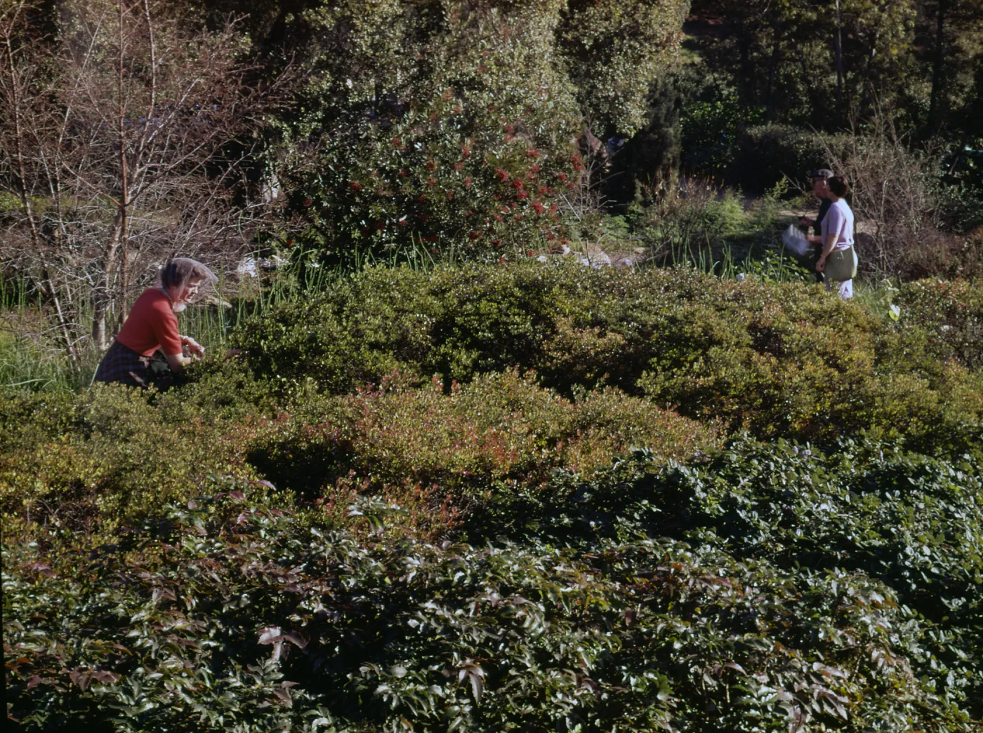 Unknown garden location. Berberis in foreground, manzanita behind
