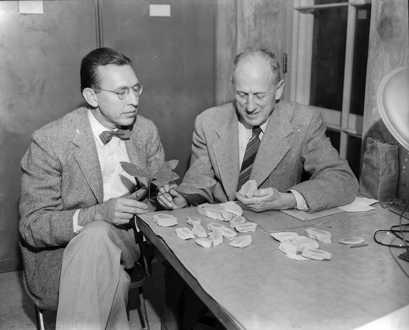 Dr. C.H. Muller and Dr. Ralph W. Chaney examining fossils