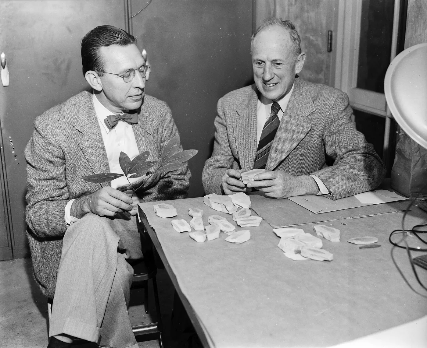Black and white photo of two men in suits seated at a table examining fossils while the man on the left holds a plant cutting.