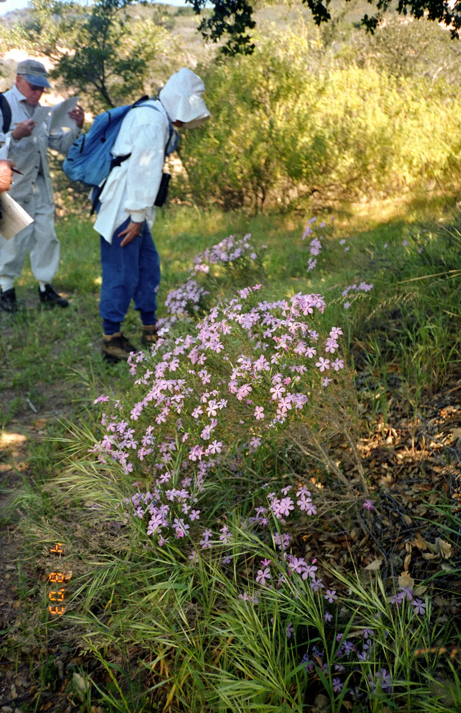 Wildflower Foray 2003