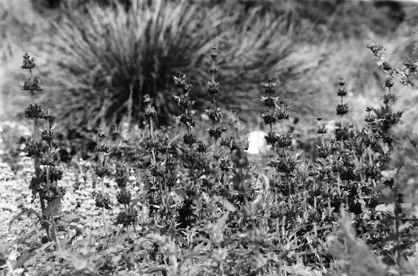 Sage flowers