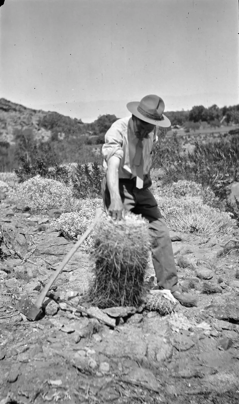 Black and white photograph of a man in a hat with an axe touching a cactus, with desert plants and hills in the background.