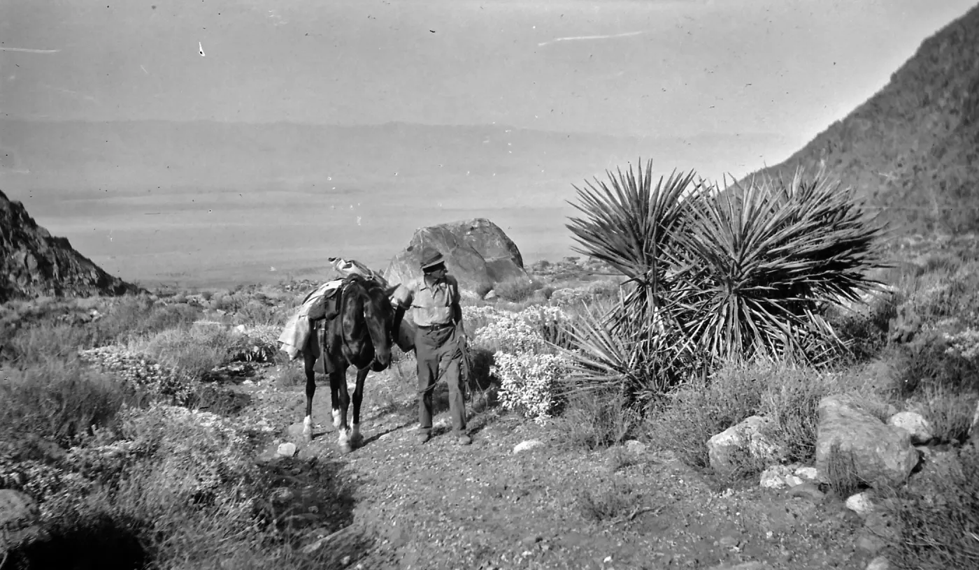 Black and white photograph of a man in a hat leading a horse up a hill and looking at a desert plant.