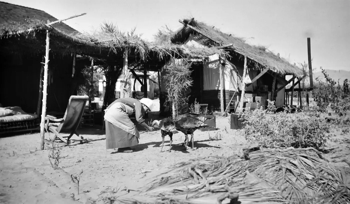 Black and white photograph of a woman in a dress and head covering feeding turkeys out of her hand in front of a one-story building covered in palm fronds.
