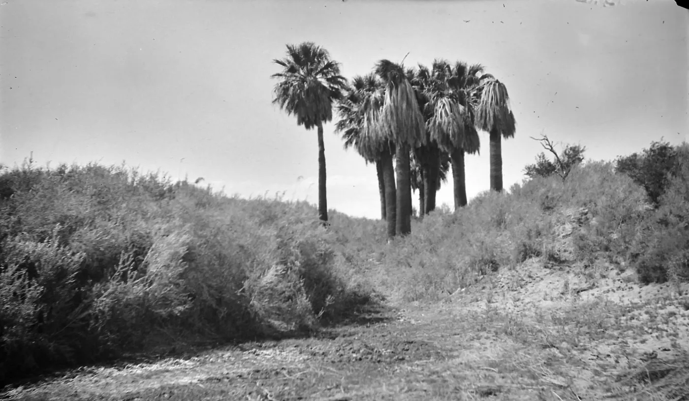 Black and white photograph of a cluster of palm trees with brush around them at the top of a low hill.