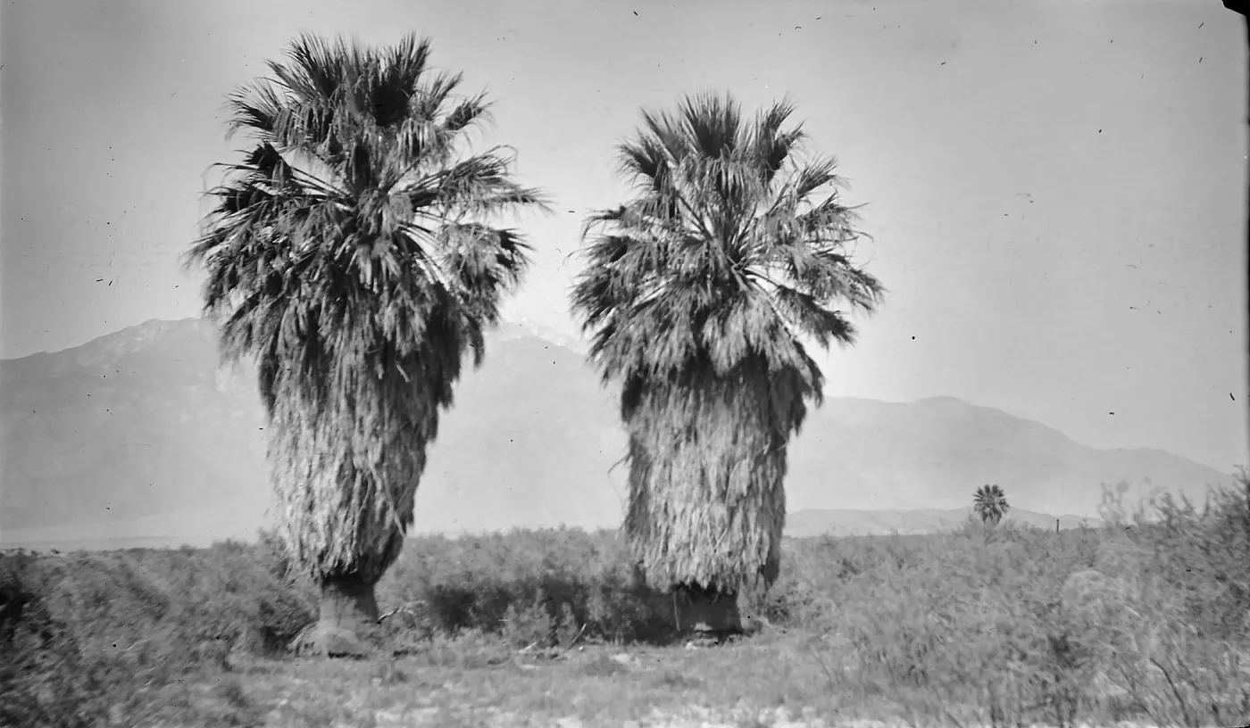 Black and white photograph of two palm trees in the foreground and a third smaller palm in the background with mountains in the distance.