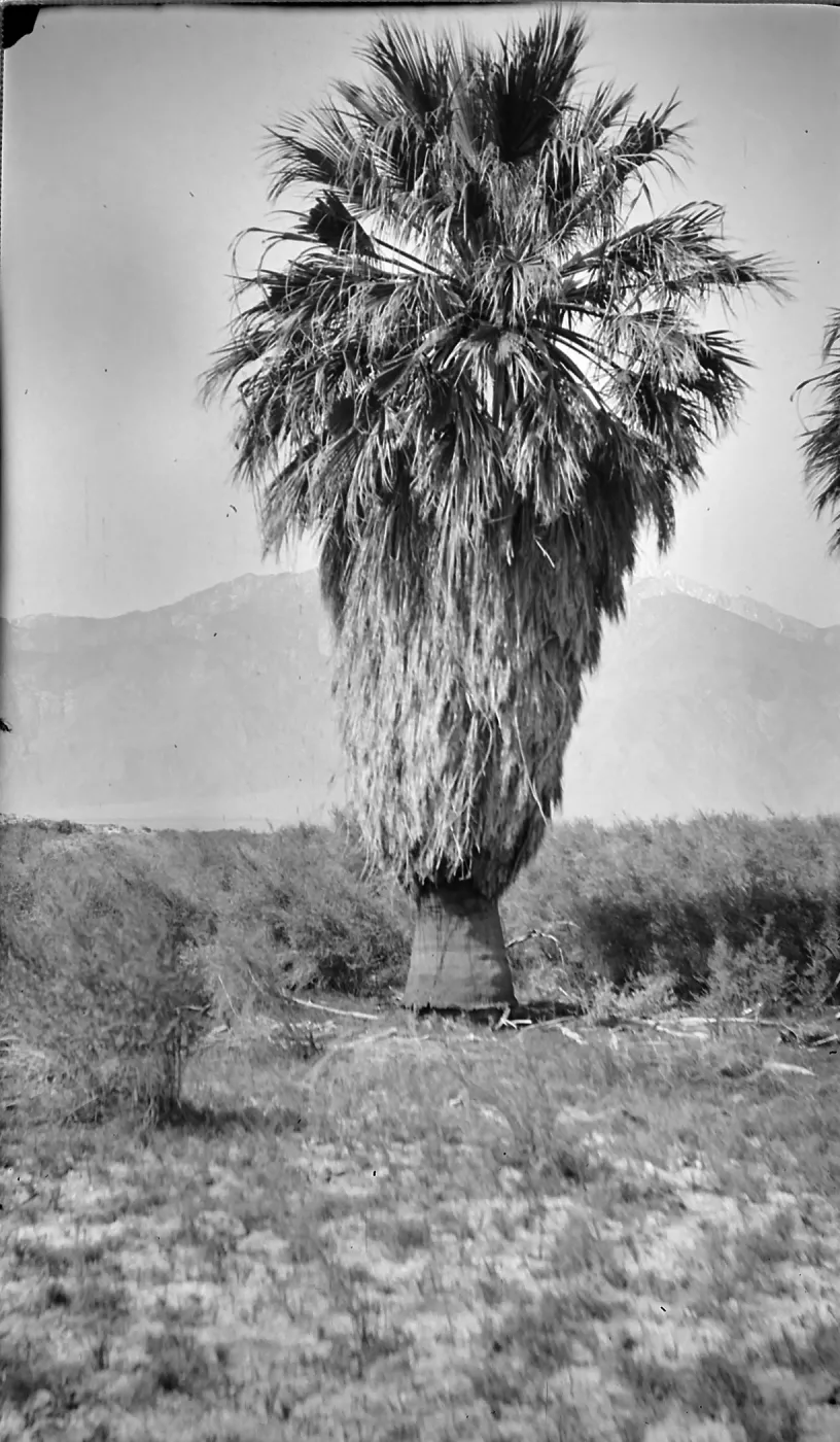 Black and white photograph of a palm tree and brush with mountains in the background.