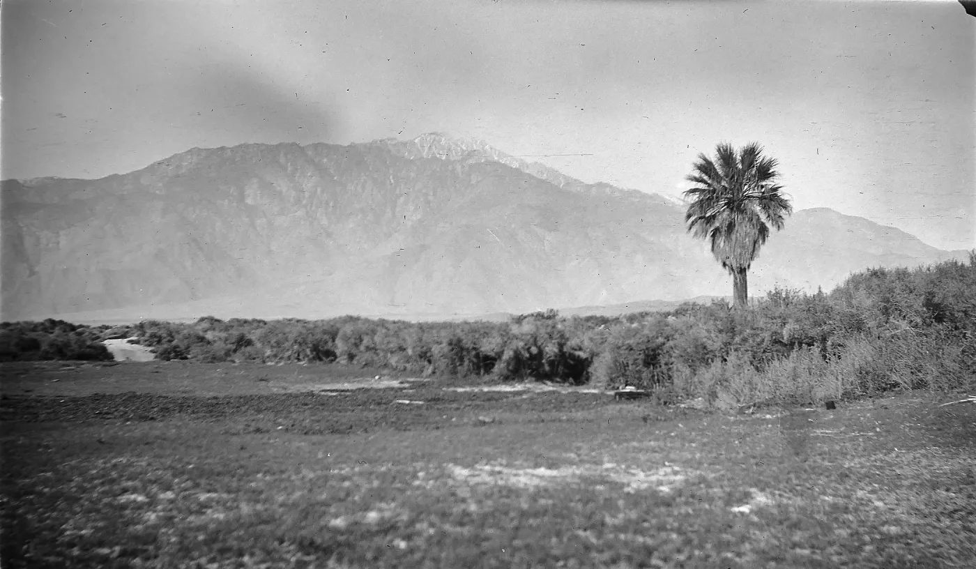 Black and white photograph of a desert landscape with a single palm tree, brush, and snow-capped mountains in the distance.