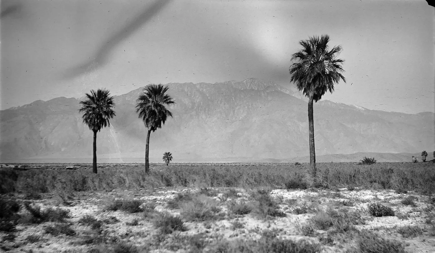 Black and white photograph of a desert landscape with a few palm trees in the foreground and snow-capped mountains in the distance.