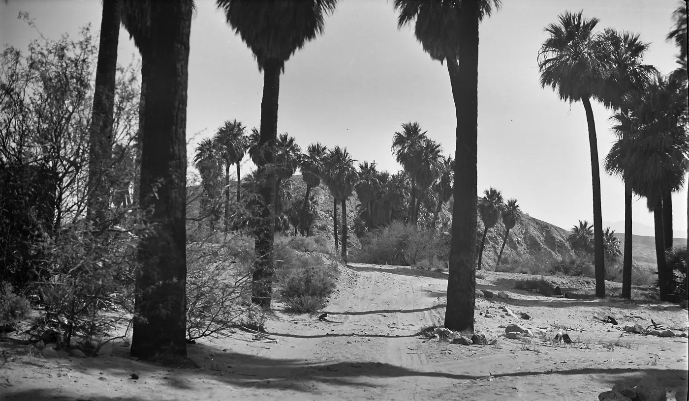 Black and white photograph of a dirt path leading toward a cluster of palm trees, framed by palm trees in the foreground, with a hillside in the distance.