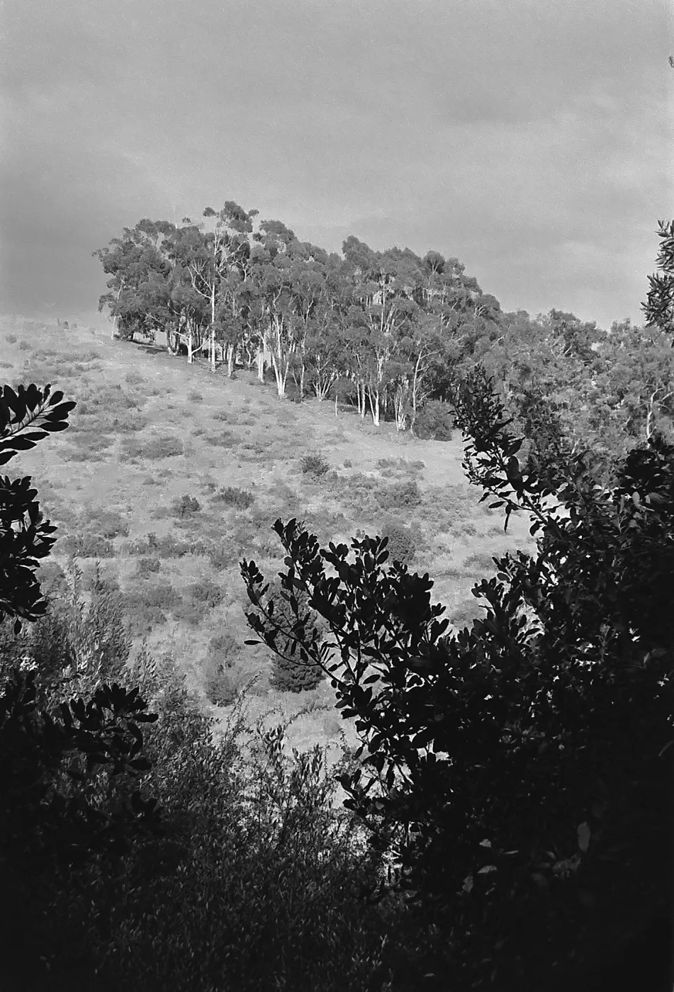 Black and white photograph of a grove of trees spread over a hillside with bushes and scrub in the foreground.
