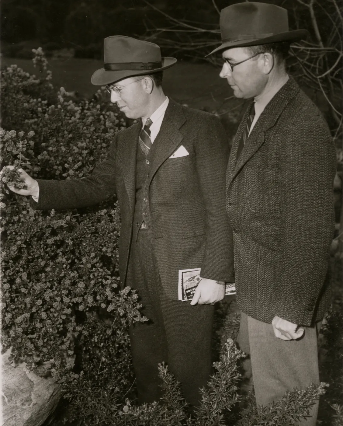 A black and white photo of two men in suits, glasses, and trilby hats examine a large, flowering bush. One of the men is reaching out and touching a branch on the bush.
