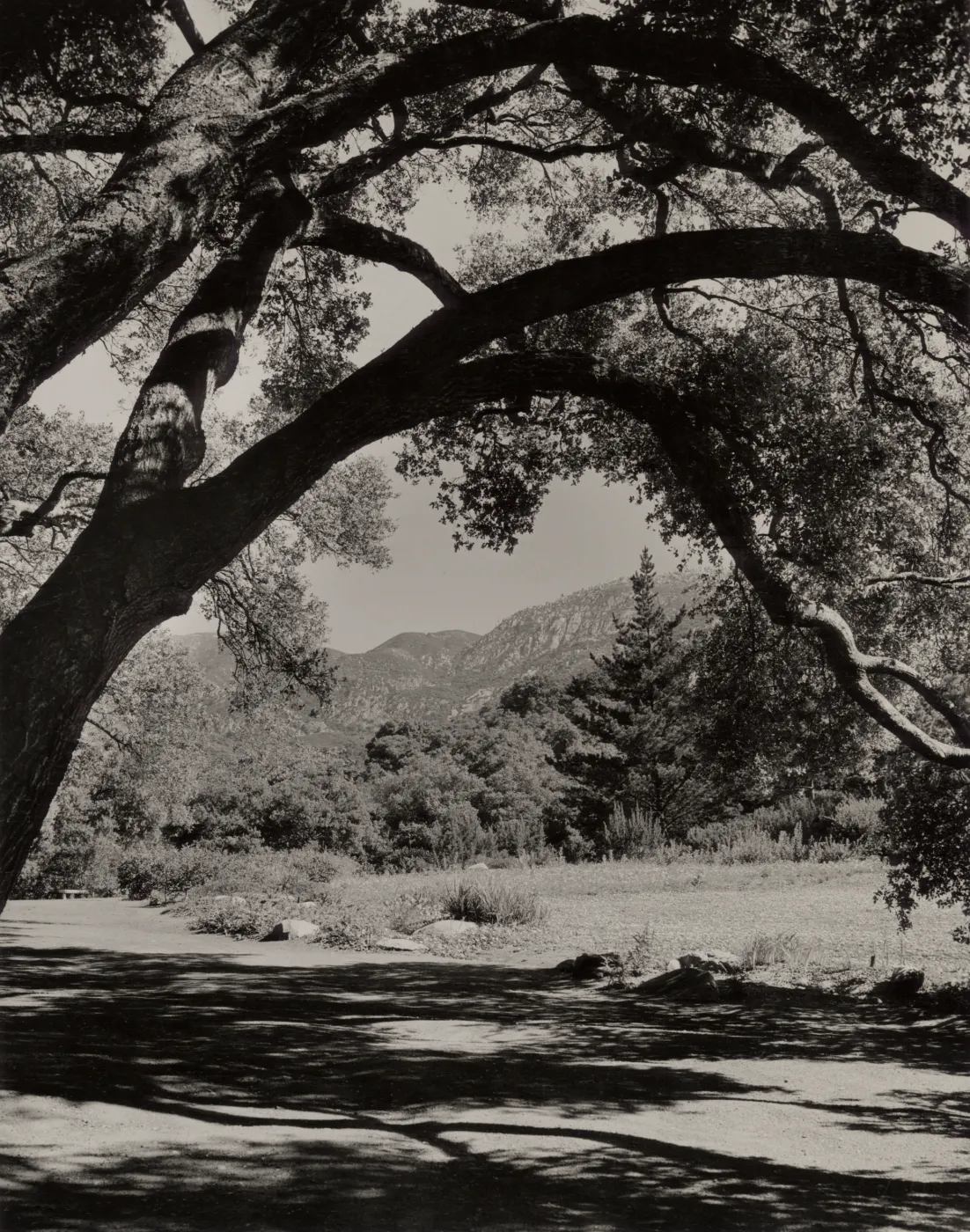View through the live oak tree in the Botanic Garden at Santa Barbara, © Josef Muench