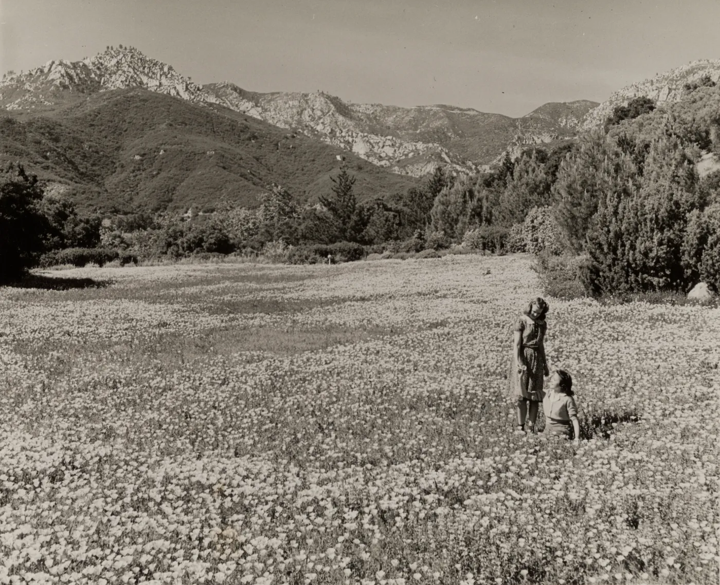 SBBG Spring Meadow, California poppies, 1940 (replicate of SBBG_PR_00460)