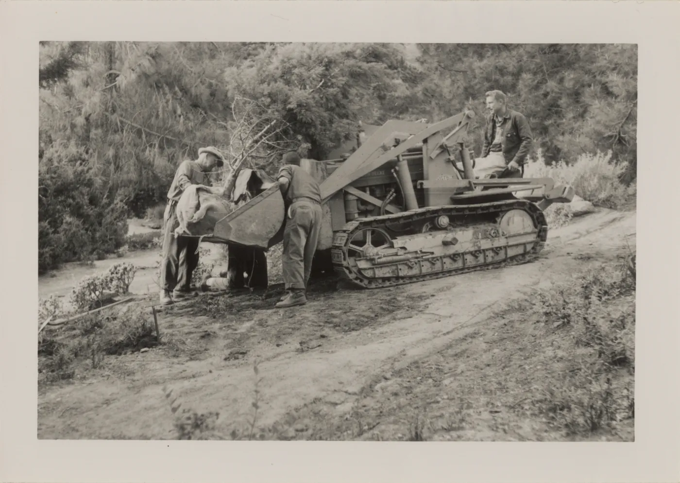 Grounds work, moving a tree with tractor, 1958