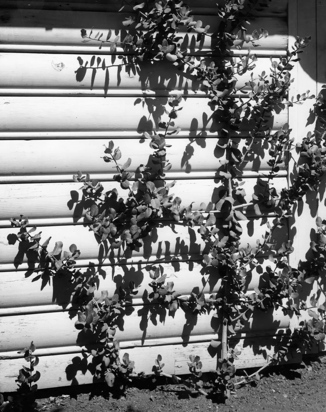 Espaliered Rhus integrifolia