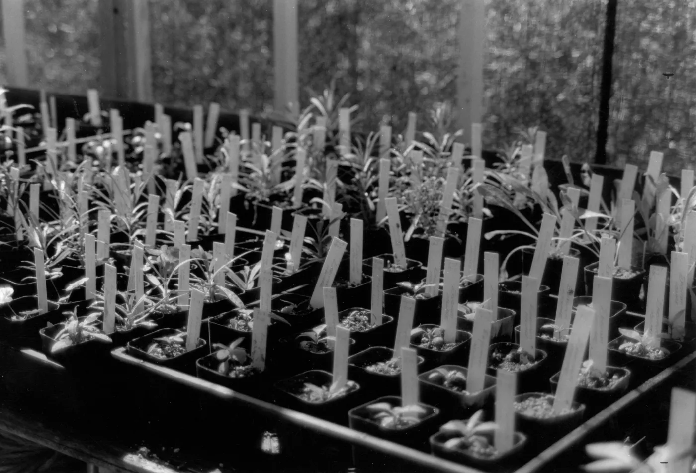 seedlings in pots