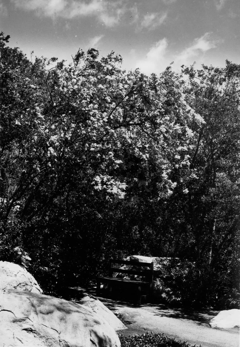 old wood bench, SBBG
