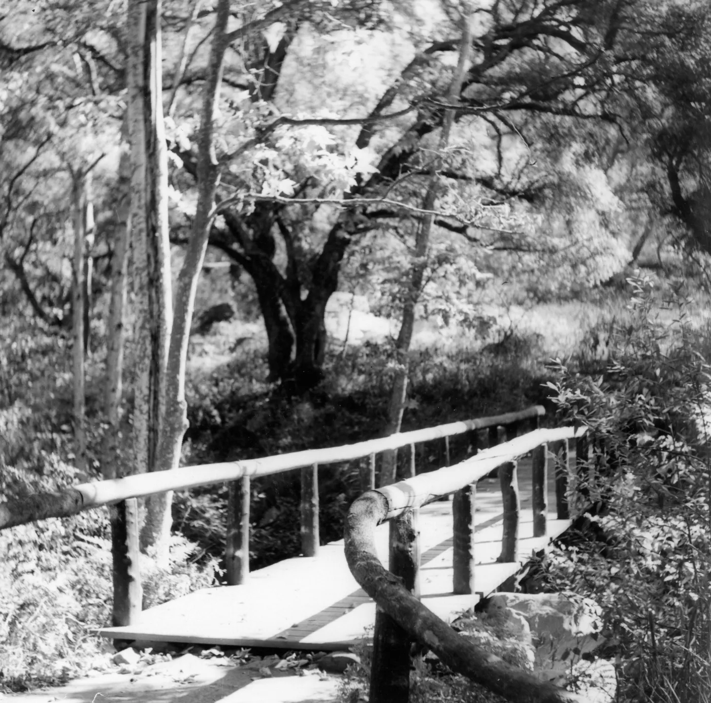 SBBG Campbell Bridge