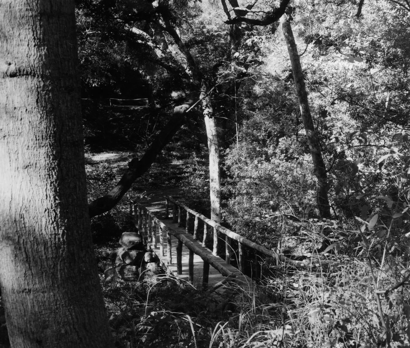 SBBG Campbell Bridge