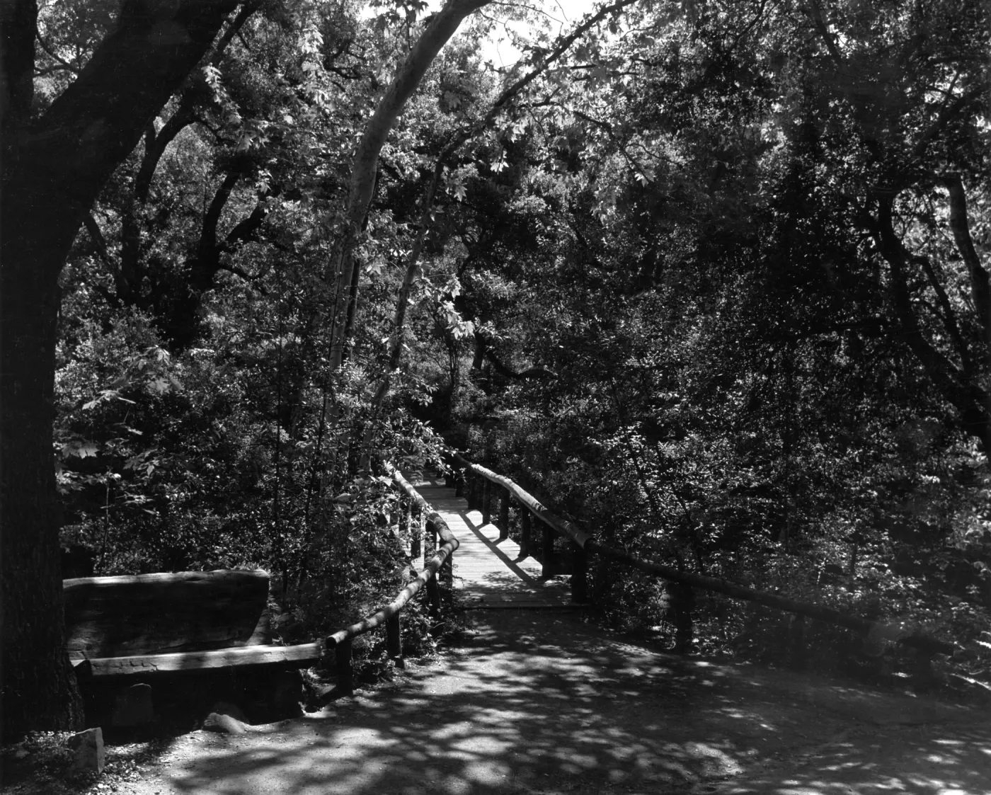 SBBG Campbell Bridge
