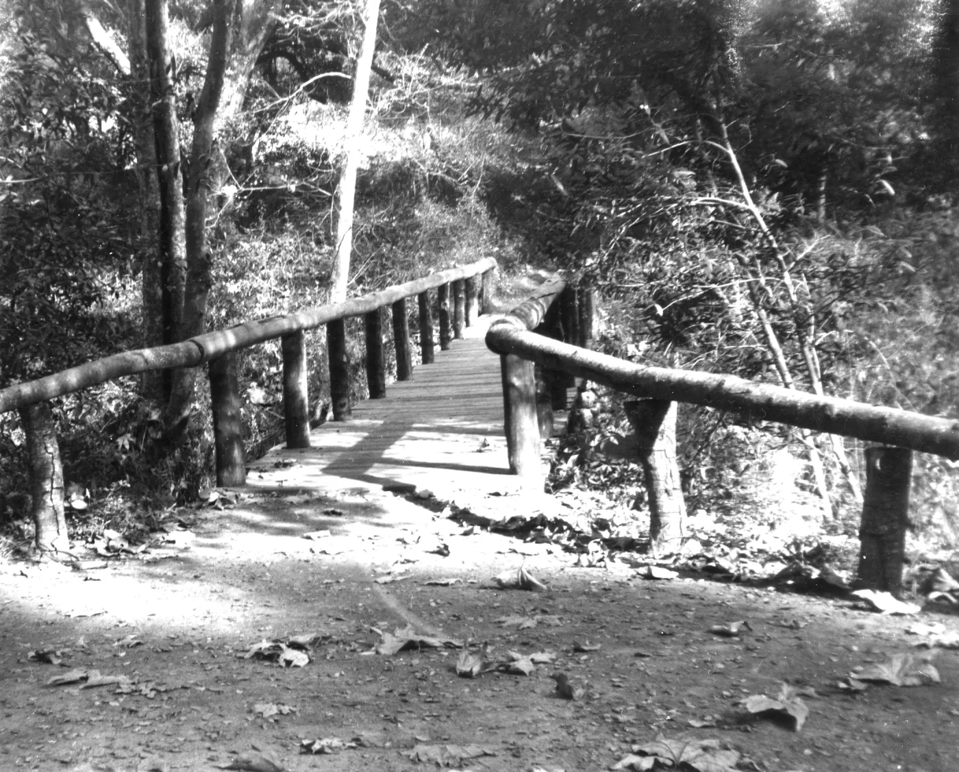 SBBG Campbell Bridge