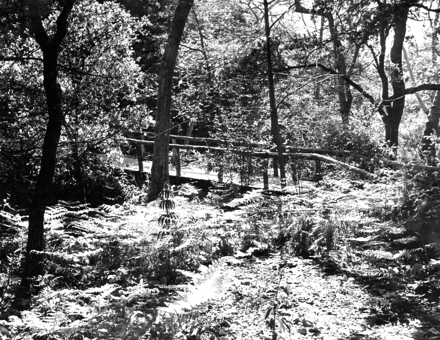 SBBG Campbell Bridge, Mission Creek