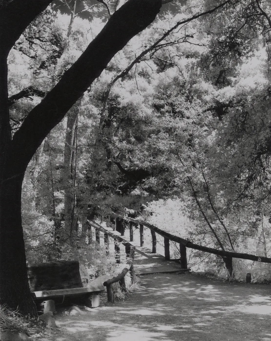 Campbell Bridge, SBBG
