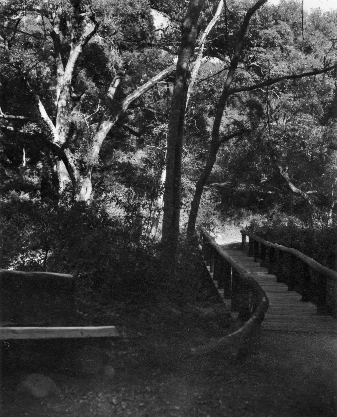 Campbell Bridge, SBBG