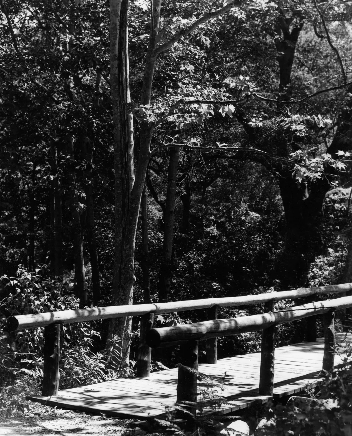Campbell Bridge, SBBG