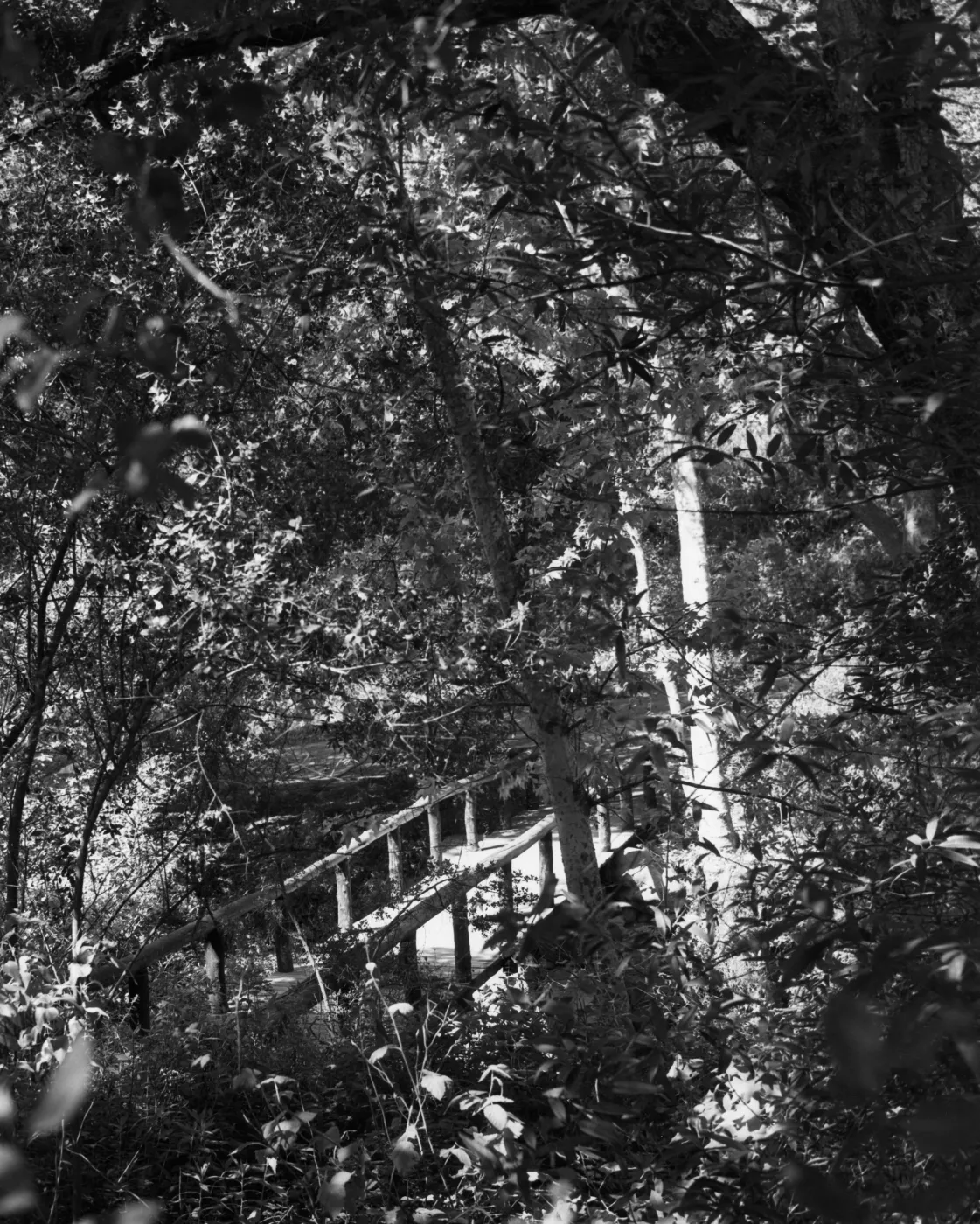 Campbell Bridge, SBBG