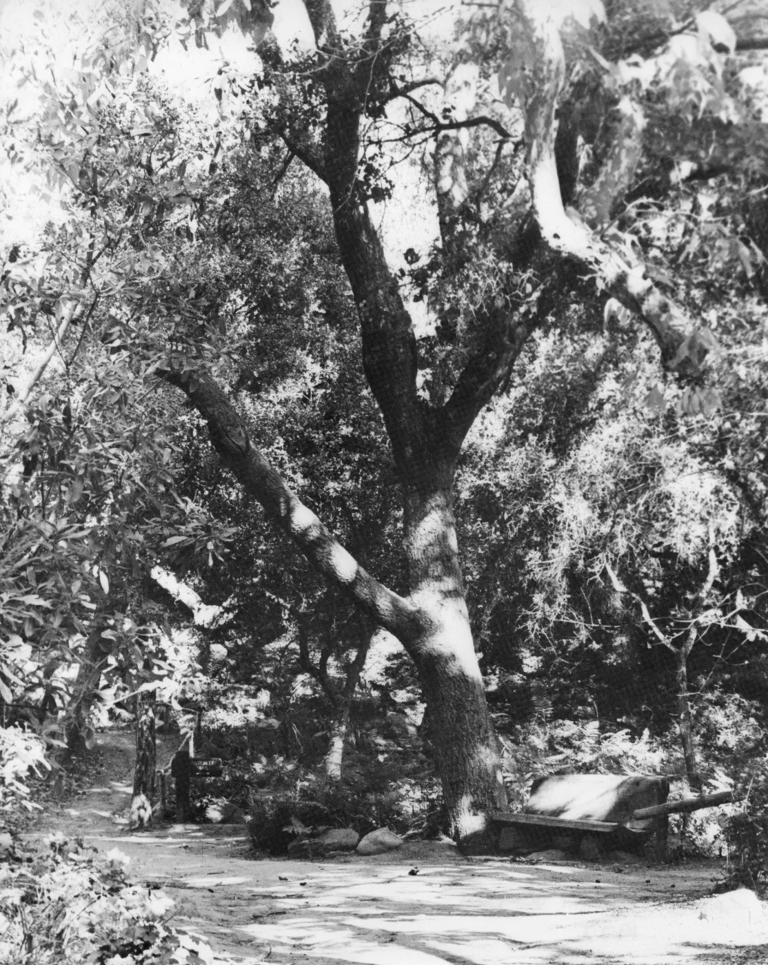 Campbell Trail, SBBG