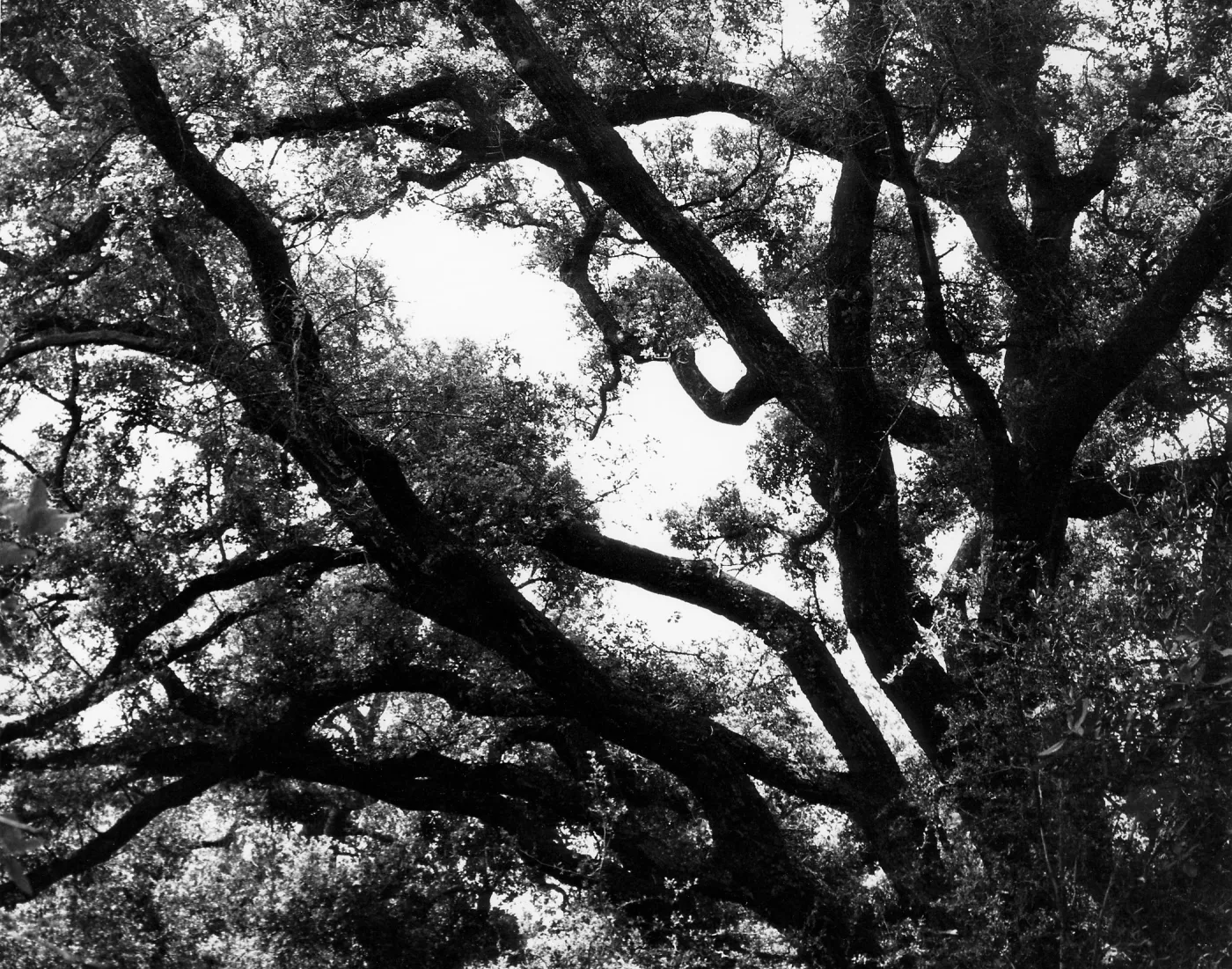 oak tree canopy above the Canyon trail, SBBG