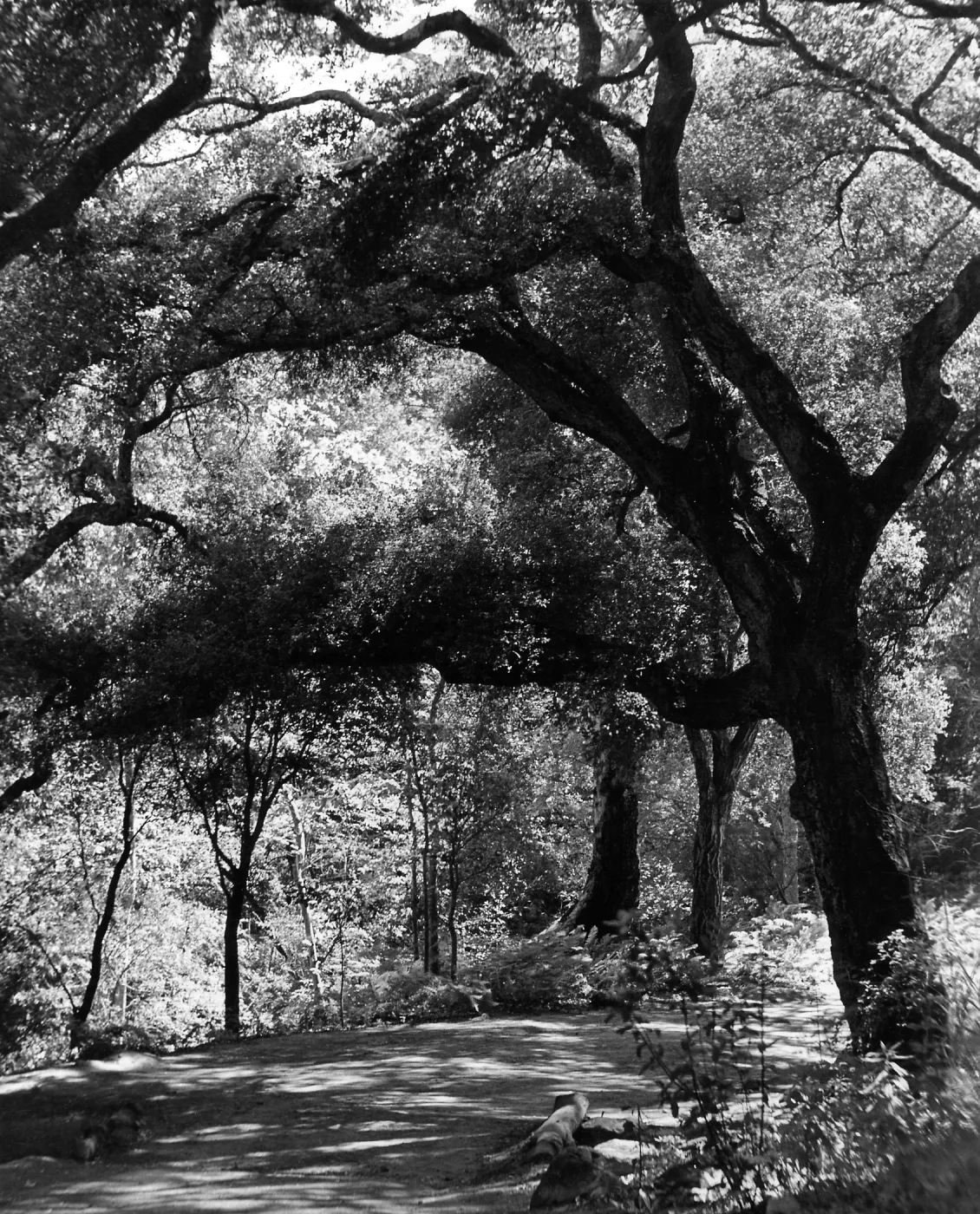 Canyon Trail, SBBG