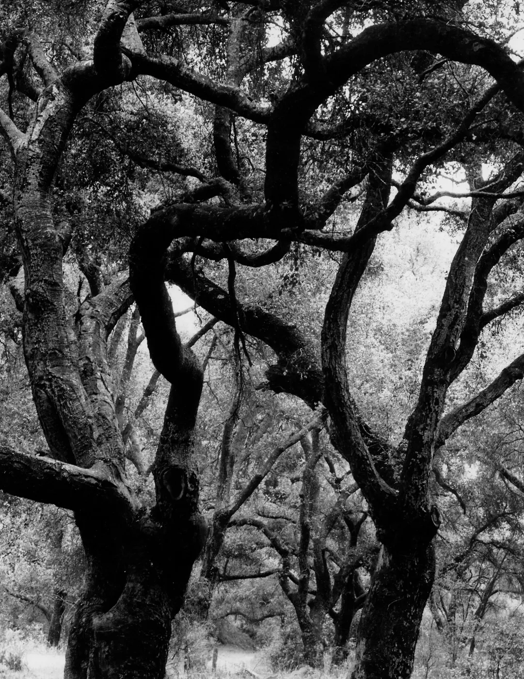 Oaks in Mission Canyon