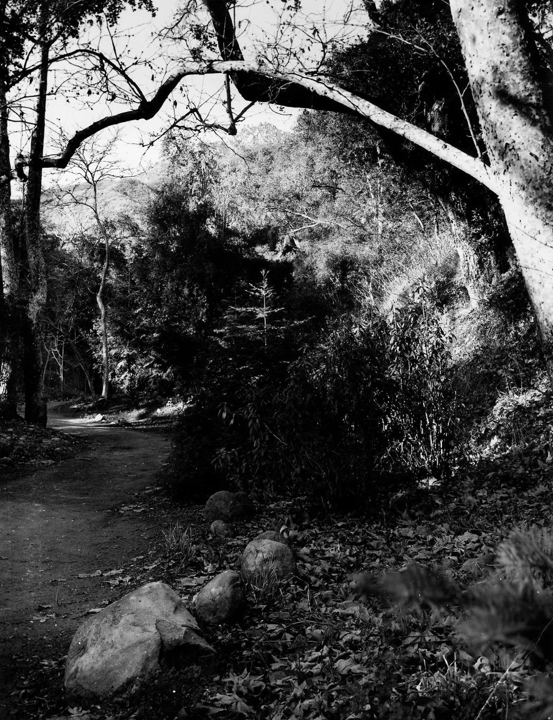Canyon near redwoods