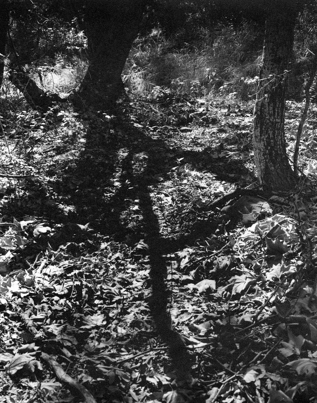 Canyon floor, sycamore leaves