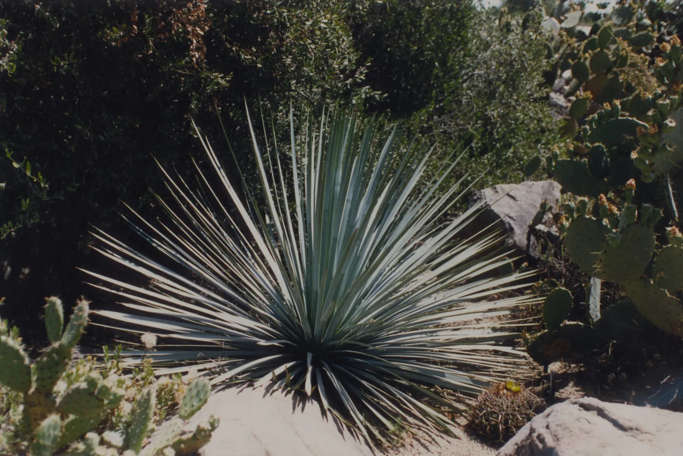 Desert Section, SBBG